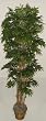 78" Japonica Bamboo Tree