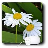 Patricia Sanders Flowers - two daisies - Mouse Pads