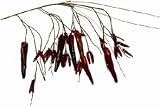 Eigenschaften Babyundkind / Chilli Zweig 60cm rot