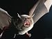 Close View of a Fruit Bat in Flight Photographic Poster Print by Carsten Peter, 16x12