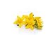 Johanniskraut Feigestellt - St Johns Wort Isolated 01 - 72"W x 48"H - Peel and Stick Wall Decal by Wallmonkeys