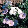 Mountain Phlox (Linanthus grandiflorus) - Jumbo Wildflower Seed Packet
