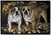 BULLDOG DOORMAT Art by Pollyanna Pickering
