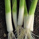 Organic Sherwood Leek 340 Seeds - Veggie