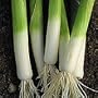 Seeds of Change S10930 Certified Organic Sherwood Leek, 350 Seed Count