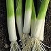Seeds of Change S10930 Certified Organic Sherwood Leek, 350 Seed Count