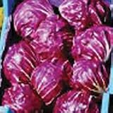 Organic Indigo Raddicchio 100 Seeds