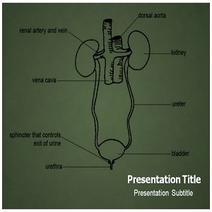 Amazon.com: Urinary System Powerpoint Templates - Urinary System ...