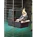 Bird Bath - Cockatiel