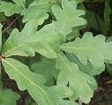 White Oak Tree, 4-6 Inch Starter Plants