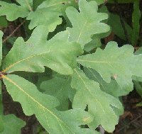 White Oak Tree, 4-6 Inch Starter Plants