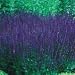 Grow Your Secret Garden Salvia Superba Blue Queen Dwarf Seeds