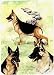 German Shepherd Playing Cards