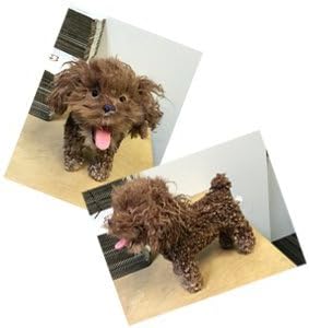 Adoptables - Plush Brown Poodle