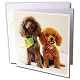 Dogs Poodle - Poodle Puppys - Greeting Cards-12 Greeting Cards with envelopes