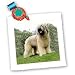 Dogs Briard - Briard - Quilt Squares