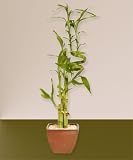 Curved Lucky Bamboo