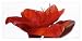 Posters: Guillaume Plisson Poster Art Print - Amaryllis Red Lion (39 x 20 inches)