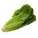 Lettuce Romaine Parris Island Cos Certified Organic Heirloom Seeds 275 Seeds