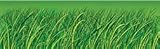 GRASS BB SETS-BIG BORDERS PK-5