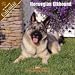 2008 Norwegian Elkhound 2008 16 Month Wall Calendar **IN STOCK NOW**