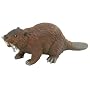 Beaver