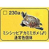 食玩 タカラ チョコQ 日本の動物 第10弾 230a.ミシシッピアカミミガメ(♂)通常色固体