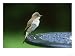 Spotted Flycatcher, Muscicapa Striata Adult Perched on Garden Table, UK Animals Photo...