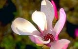Jane Magnolia Tree