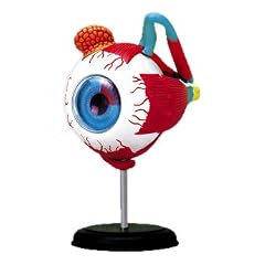 スカイネット 立体パズル 4D VISION 人体解剖 No.02 眼球解剖モデル