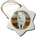 Dogs American Eskimo - American Eskimo Toy Dog - Ornaments