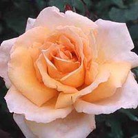 花音（かのん）　ハイブリッドティー (HT)大苗6号鉢　四季咲き大輪　オレンジ系 【バラ】【バラ苗】【バラ大苗】