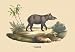 Tapir - Paper Poster (18.75 x 28.5)