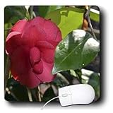 WhiteOak Photography Camellias - Red Camellia - Mouse Pads