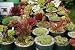 Instant Rock Garden!! - 20 x Alpines - All 9cm Pots by belhaven-plants
