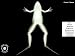Frog Dissection