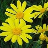 【常緑低木】　ユリオプスデージー　ボビー　2株セット　【花壇】【寄せ植え】【カラーリーフ】