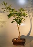Bonsai Boy's Pin Oak Bonsai Tree<br><i>('quercus palustris')</i>