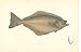 Fish C1880 H/C Natural History Holibut