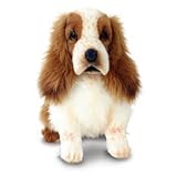 Cocker Spaniel Dog 12