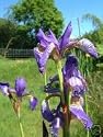 Purple Iris water pond plant