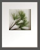 �s���[�t�A�[�g�tHana concept frame Pine pick I�i��1�j