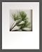 �s���[�t�A�[�g�tHana concept frame Pine pick I�i��1�j