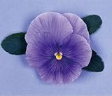 パンジービオラパンジー オトノ「スカイブルーVer2」1株