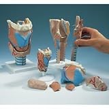 Larynx Model