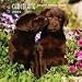 Chocolate Labrador Retriever Puppies 2009 Mini Wall Calendar