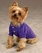 Preppy Puppy Purple Violet dog Polo Shirt at THE REGAL DOG - Size Small S