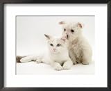 West Highland White Terrier Puppy Sniffing Blue-Eyed Ragdoll Cat's Ear Animals Framed Art Poster Print by Jane Burton, 22x18