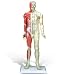 Deluxe Acupuncture Model#AW-80401