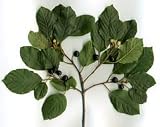 Buckthorn Herbal Capsules
